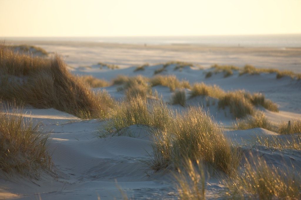 Ein unscharfes Bild eines Sandstrandes mit Dünen und Gras.