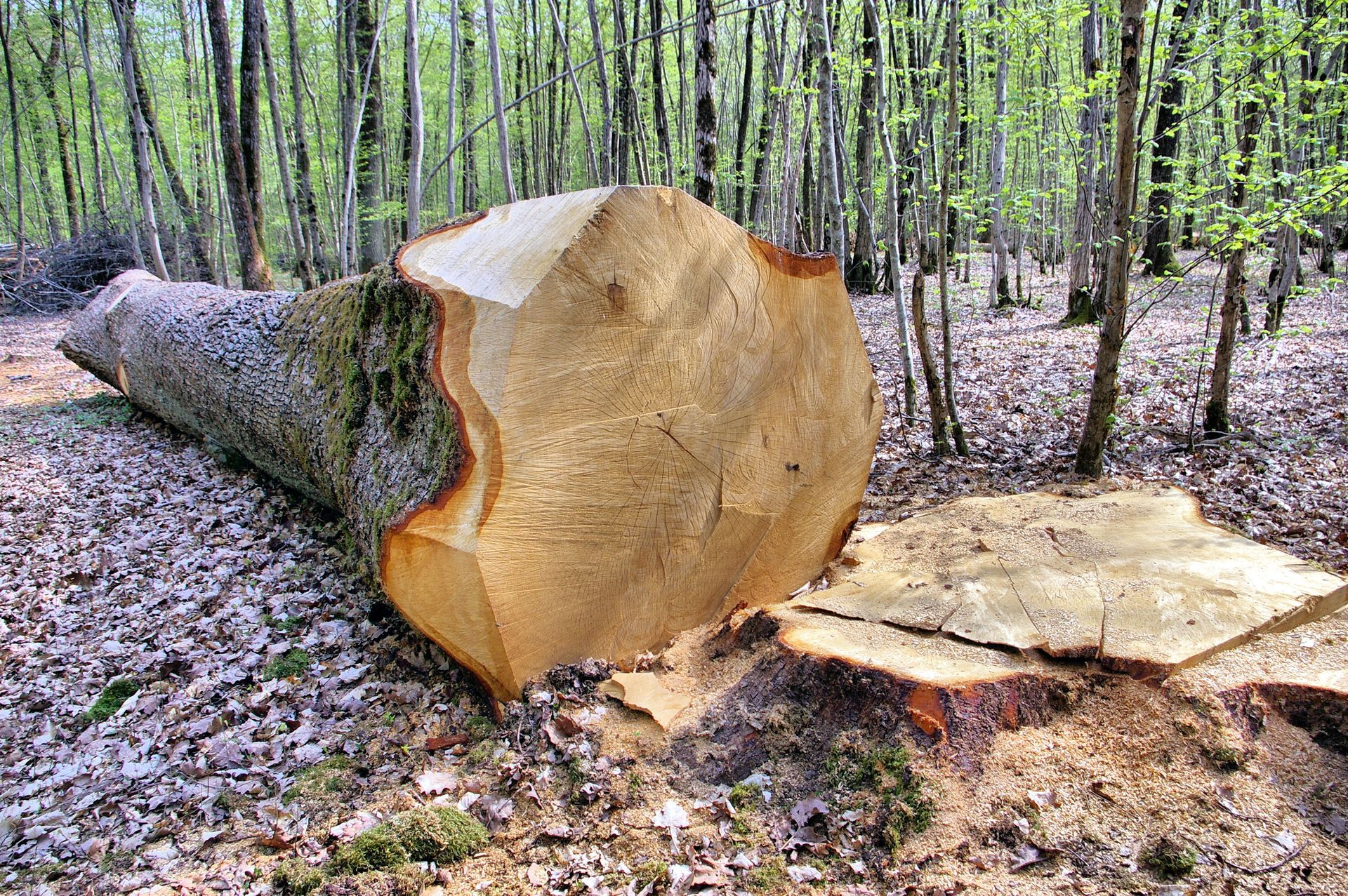 Tronc d'arbre fraîchement coupé gisant dans une forêt.