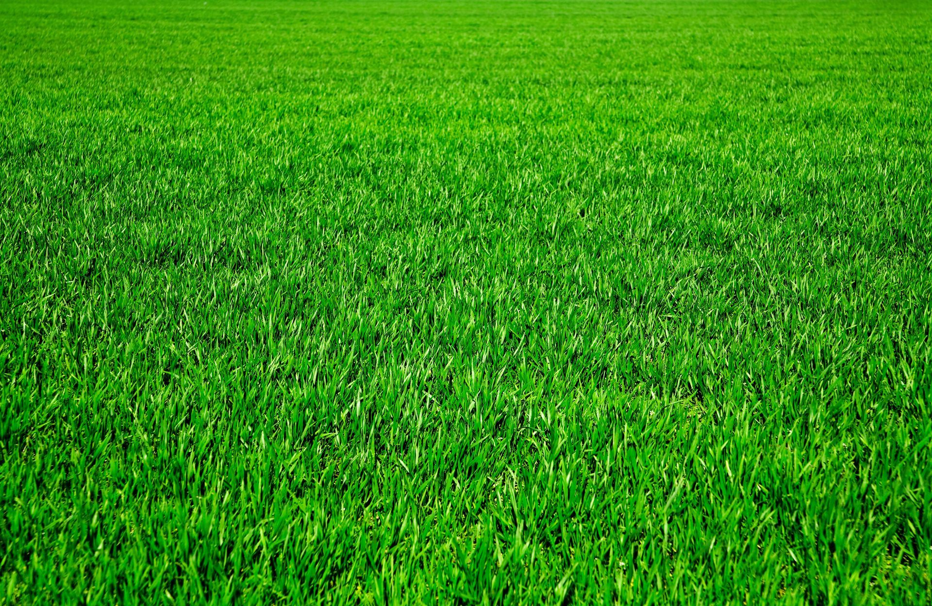 Un champ d'herbe d'un vert éclatant remplit le cadre