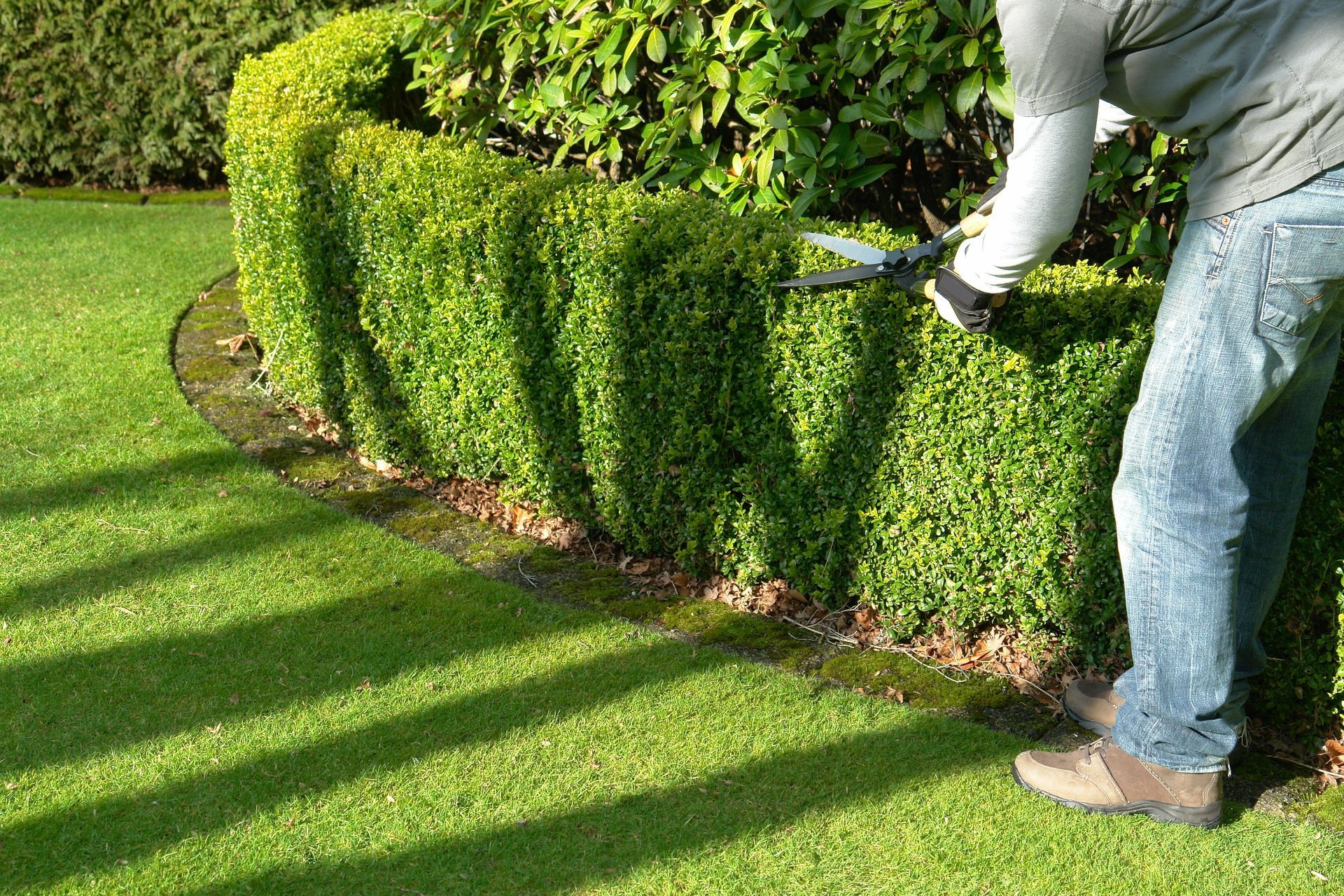 Une personne taille une haie verte dans un jardin ensoleillé avec des taille-haies électriques