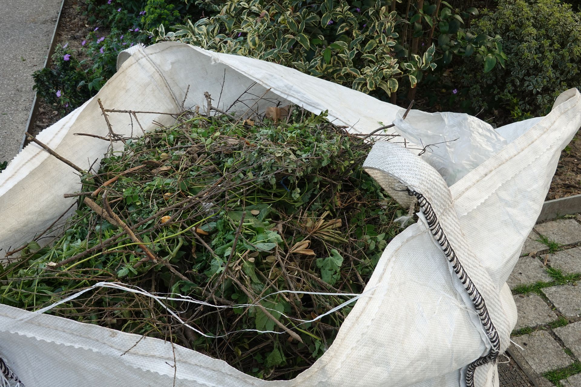 Un sac en bâche blanche rempli de débris végétaux verts se trouve sur un chemin en béton, à côté de buissons.