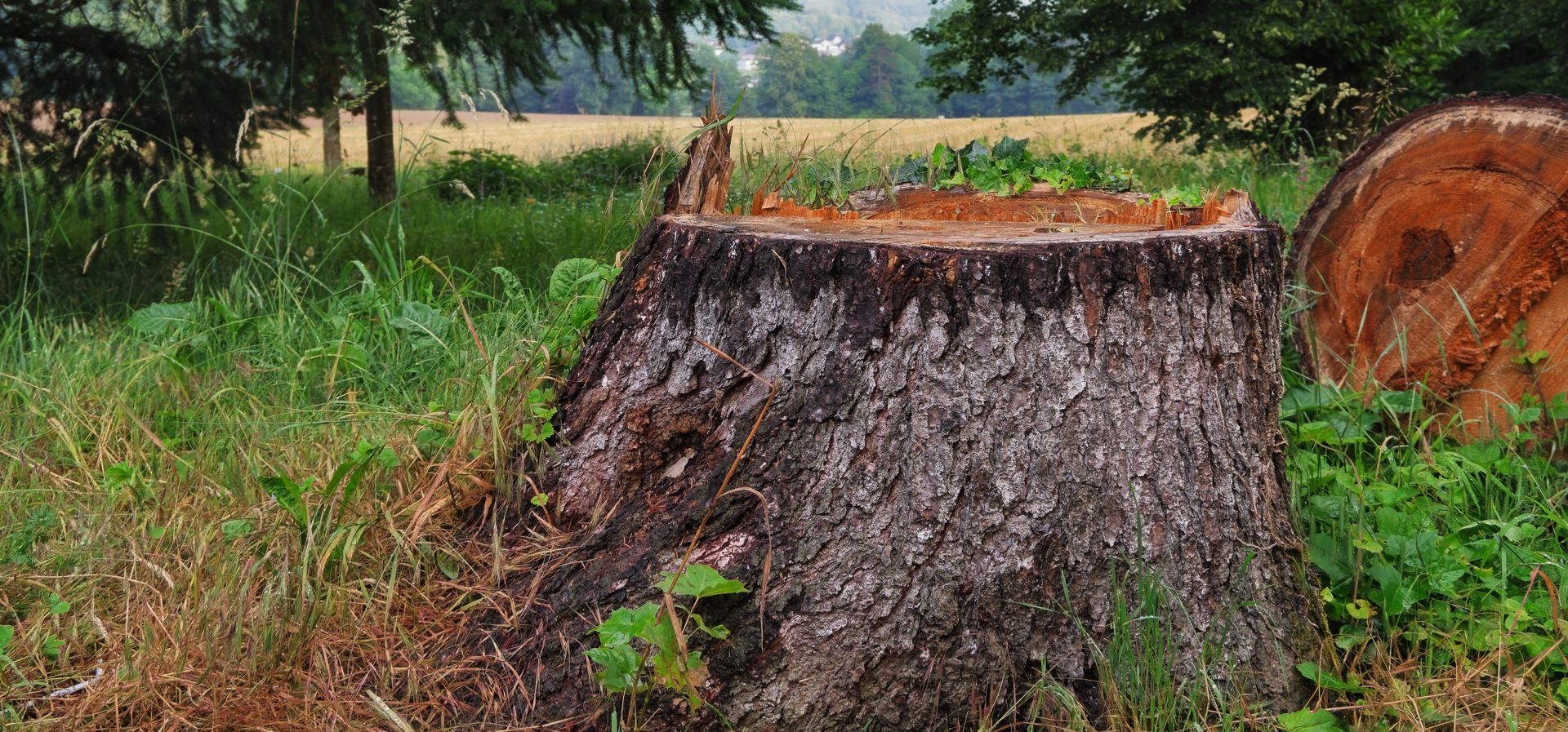 Souche d'arbre fraîchement coupée près d'un champ avec des bûches en arrière-plan.