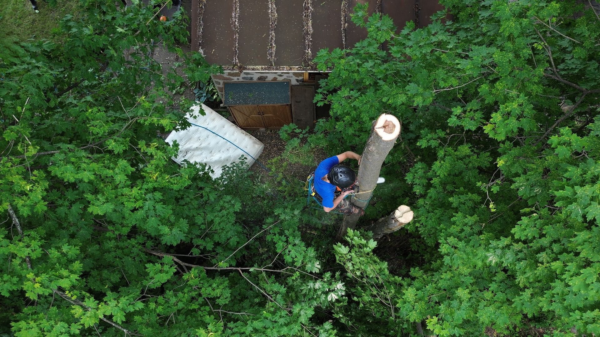Un ouvrier en chemise bleue élague un arbre près d'un toit, entouré d'un dense feuillage vert.