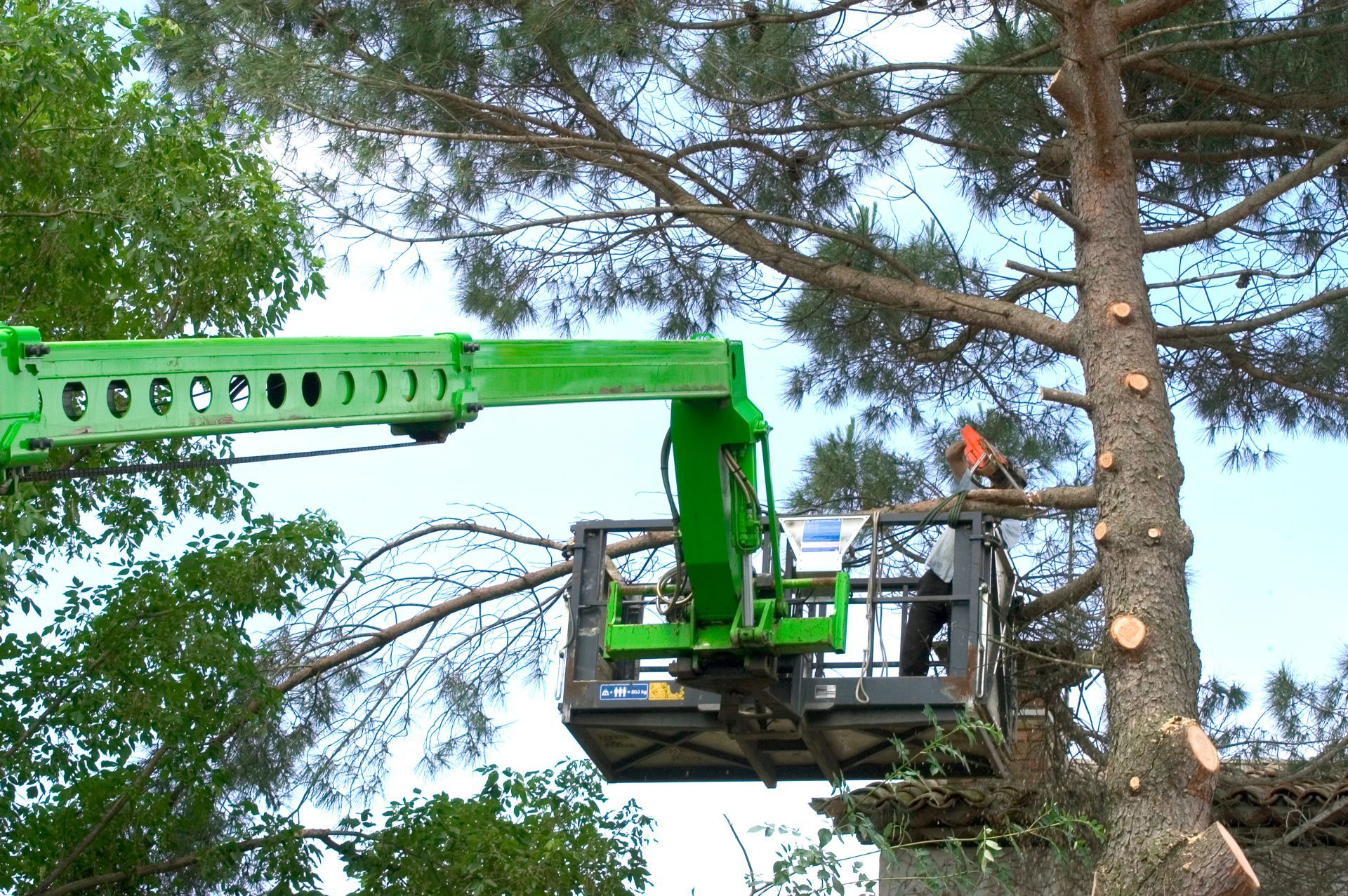 Nacelle élévatrice verte avec des ouvriers élaguent un arbre à côté d'un grand pin à l'extérieur.