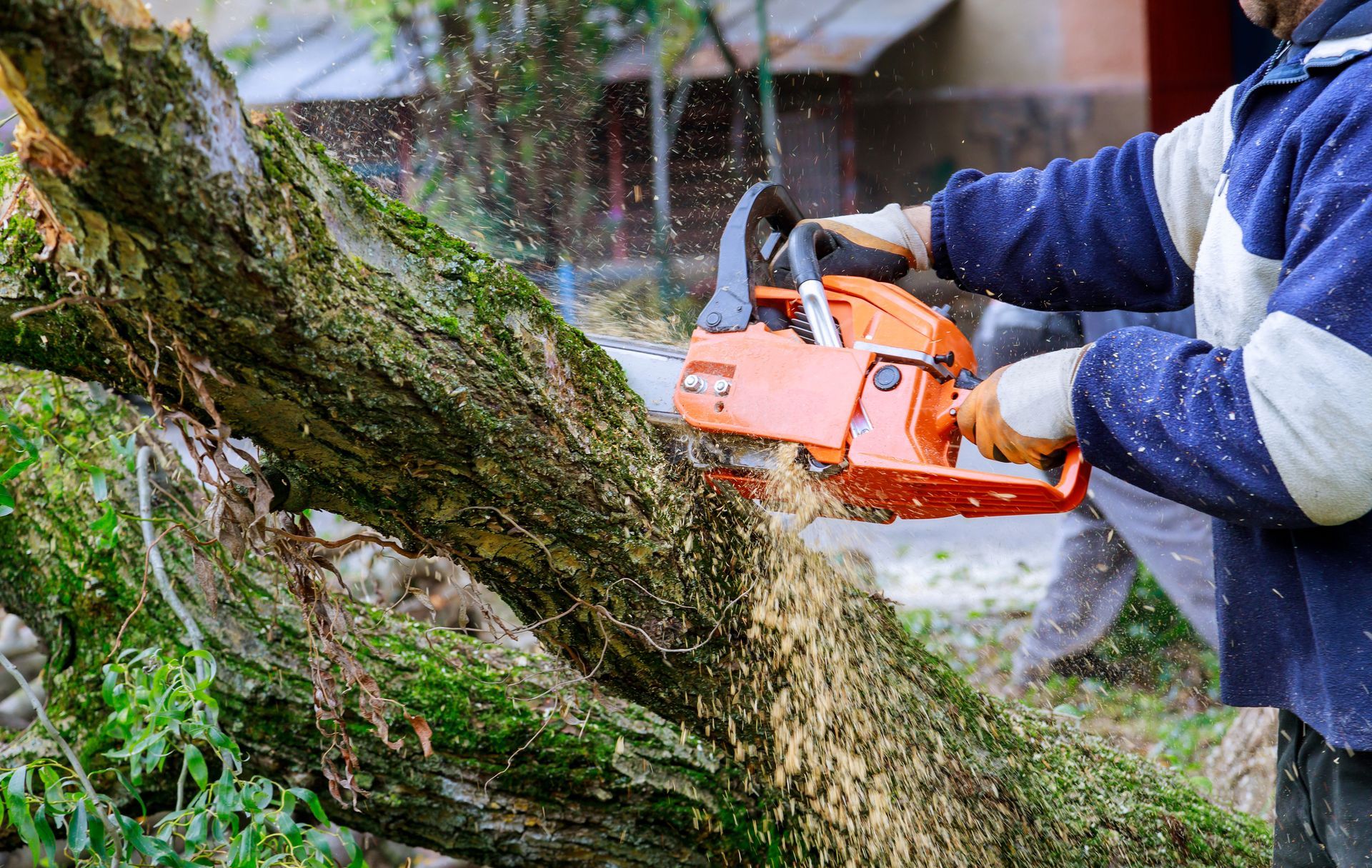 Un ouvrier utilise une tronçonneuse orange pour couper un gros tronc d'arbre recouvert de mousse à l'extérieur.