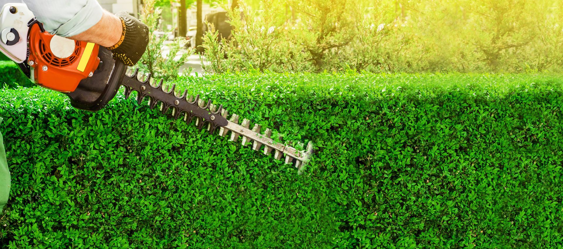 Taille-haie coupant une haie verte, des brins d'herbe coupée volent dans tous les sens.