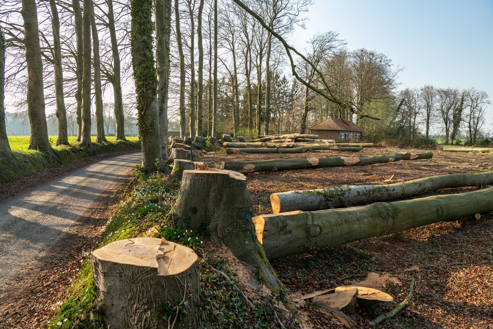 Des troncs d'arbres coupés et des souches jonchent le bord d'un chemin de terre dans une zone boisée ensoleillée.