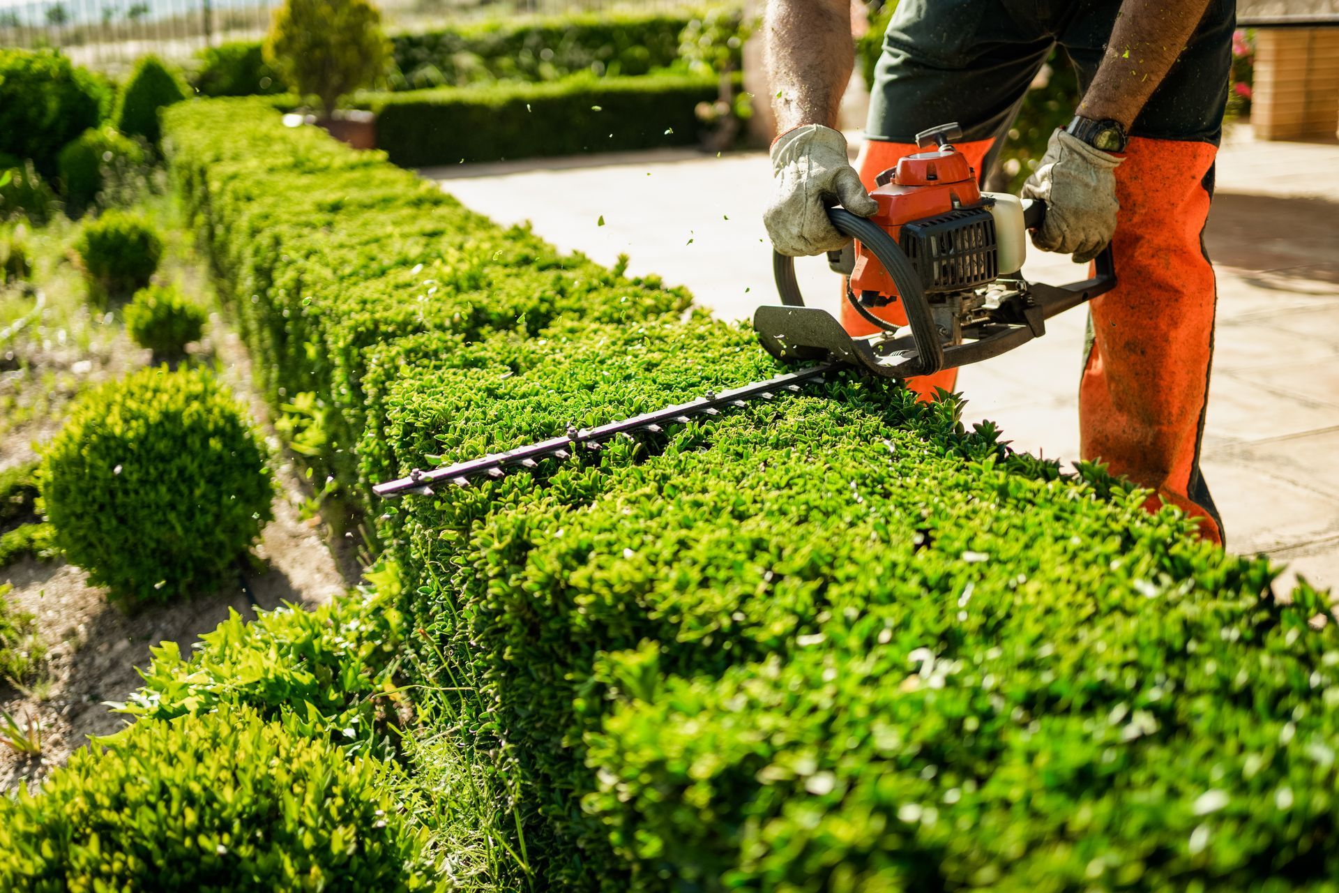 Une personne taille une haie d'un vert éclatant avec un taille-haie électrique dans un jardin.