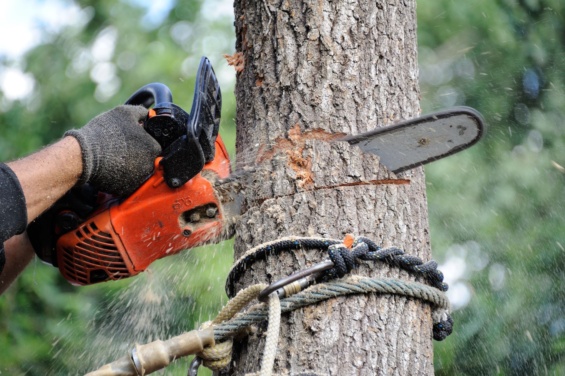 Une tronçonneuse coupe un tronc d'arbre auquel est attachée une corde ; des copeaux de bois volent en éclats.