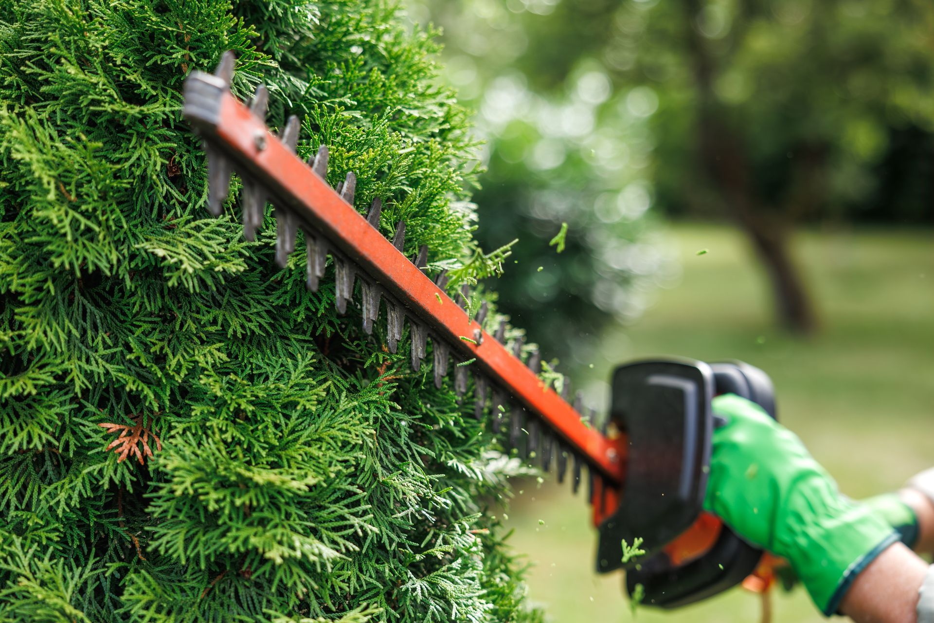 Une personne taille une haie verte avec un taille-haie électrique orange dans un jardin.