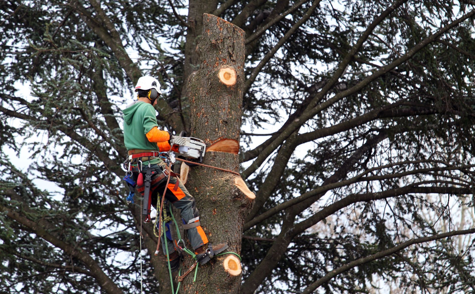 Un ouvrier utilise une tronçonneuse orange pour couper un gros tronc d'arbre recouvert de mousse à l'extérieur.