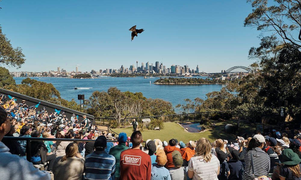 A crowd of people are watching a bird flying over a body of water.