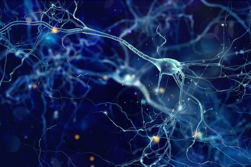 Ein computergeneriertes Bild eines Neuronennetzwerks im Gehirn.