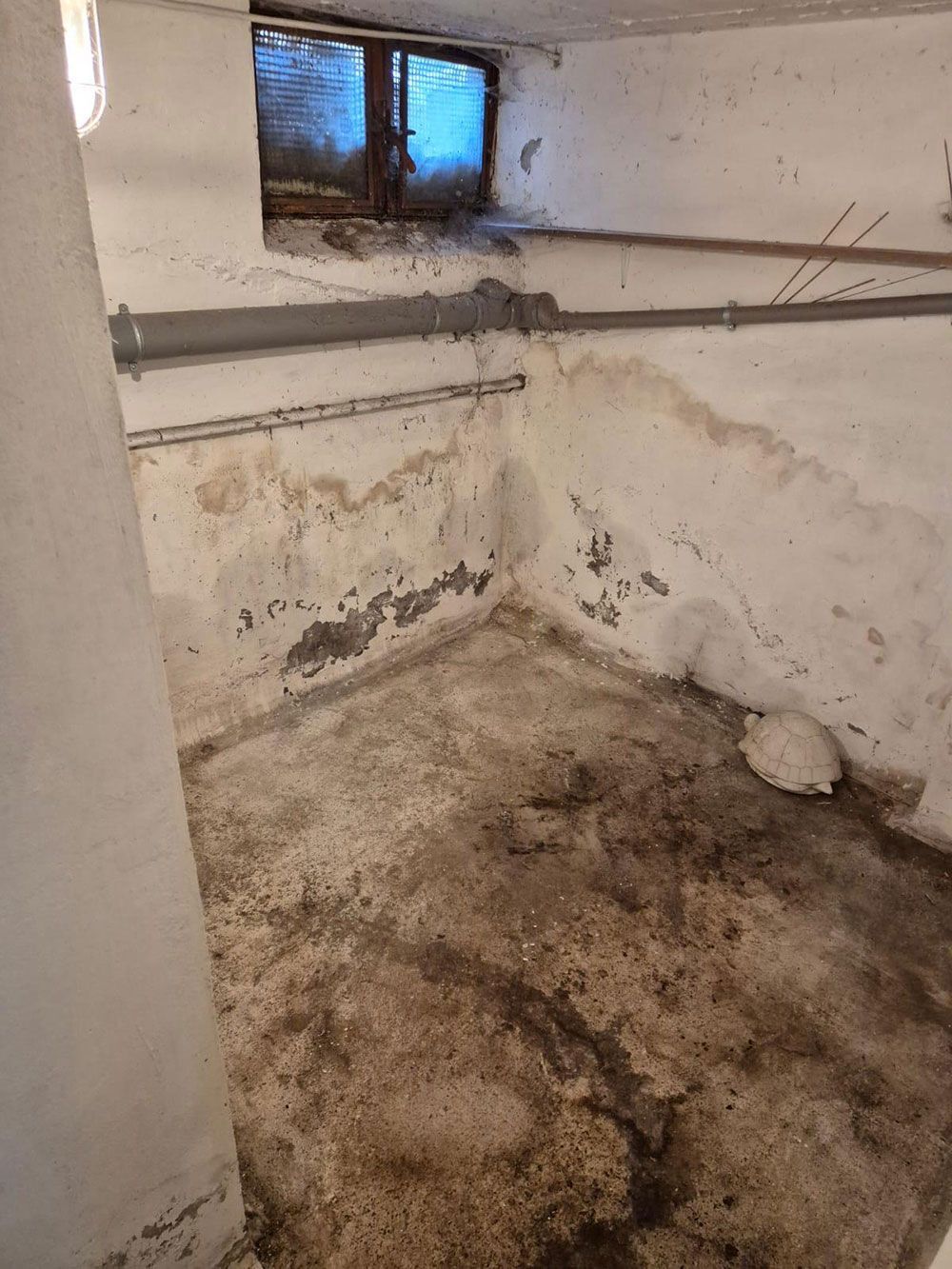Feuchte, schimmelige Kellerecke mit kleinem Fenster. Betonboden und -wände mit Wasserschäden und Rohren.