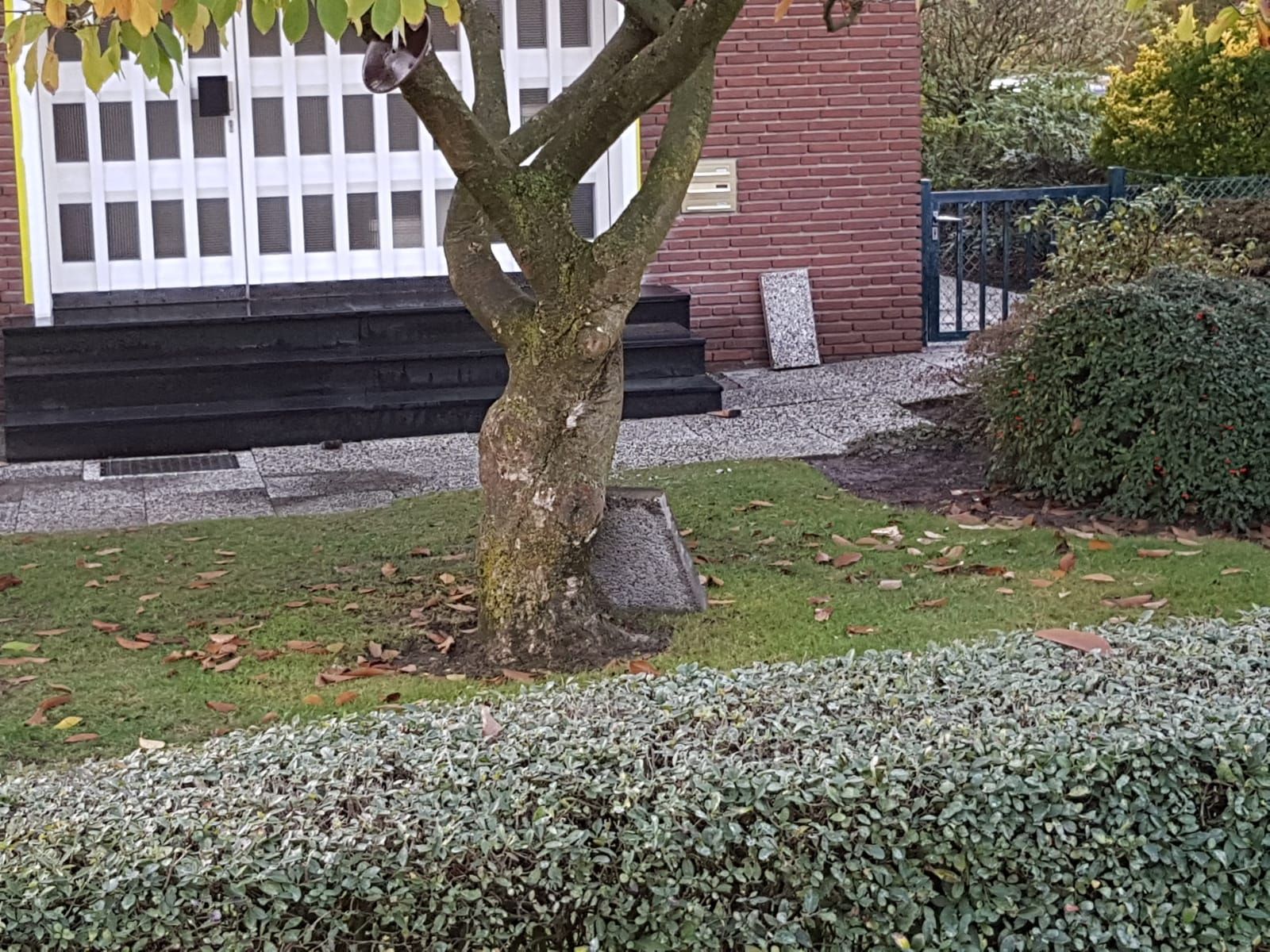 Baum vor einem Gebäude mit Stufen und Hecke. Grünes Gras und kleine Steine ​​im Hof.