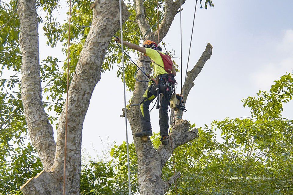 Forst- & Gartentechnik Escher GmbH – Baumstutzung