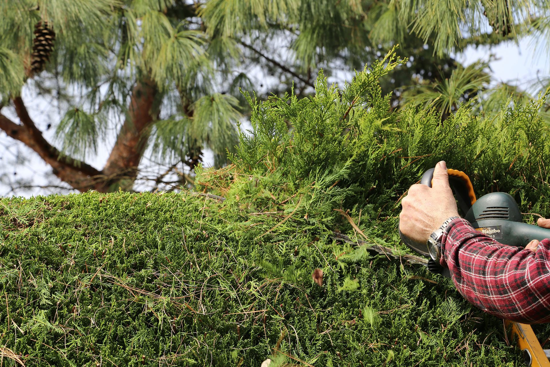 Taillage de haie par un homme en chemise