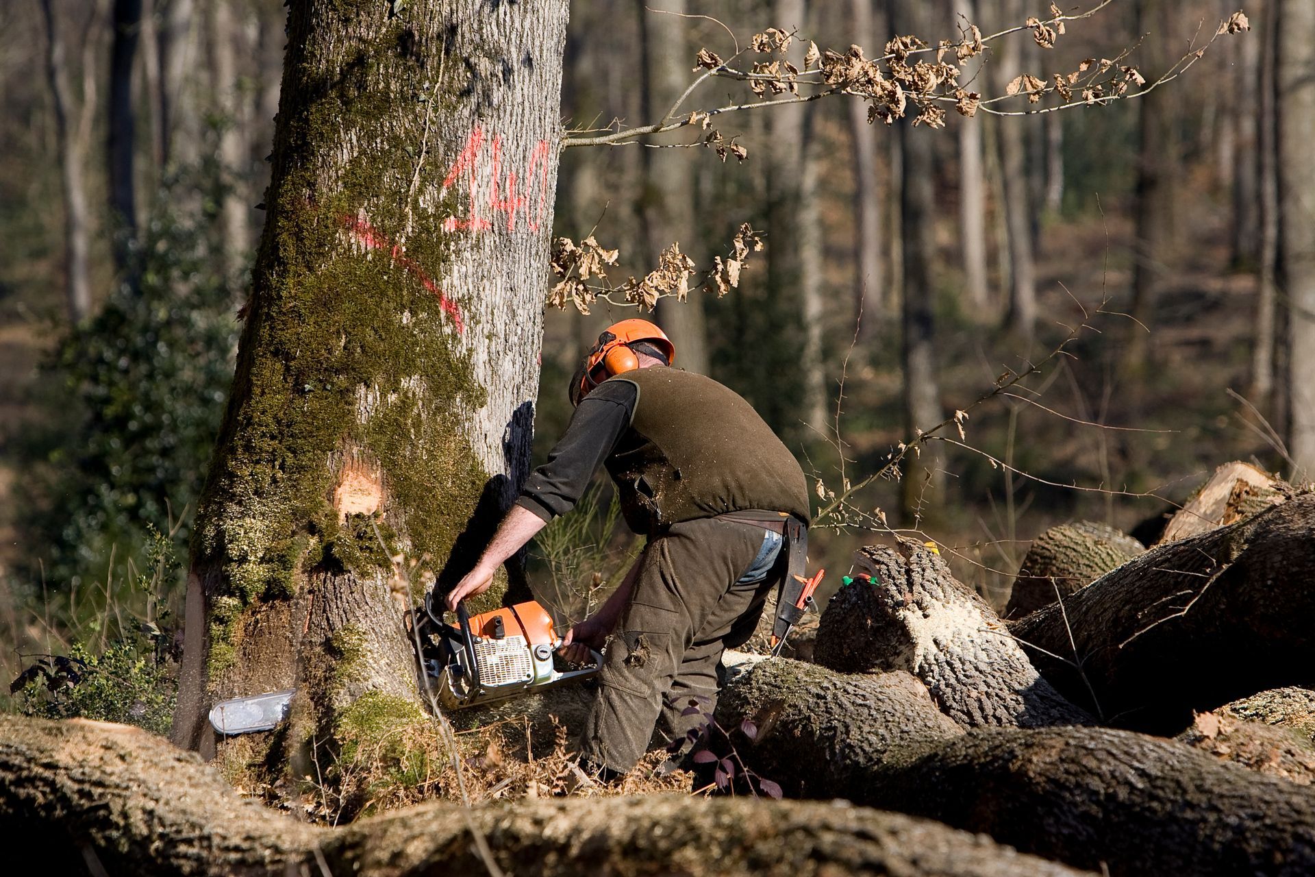 Abattage d'un arbre marqué par un élagueur avec une tronçonneuse