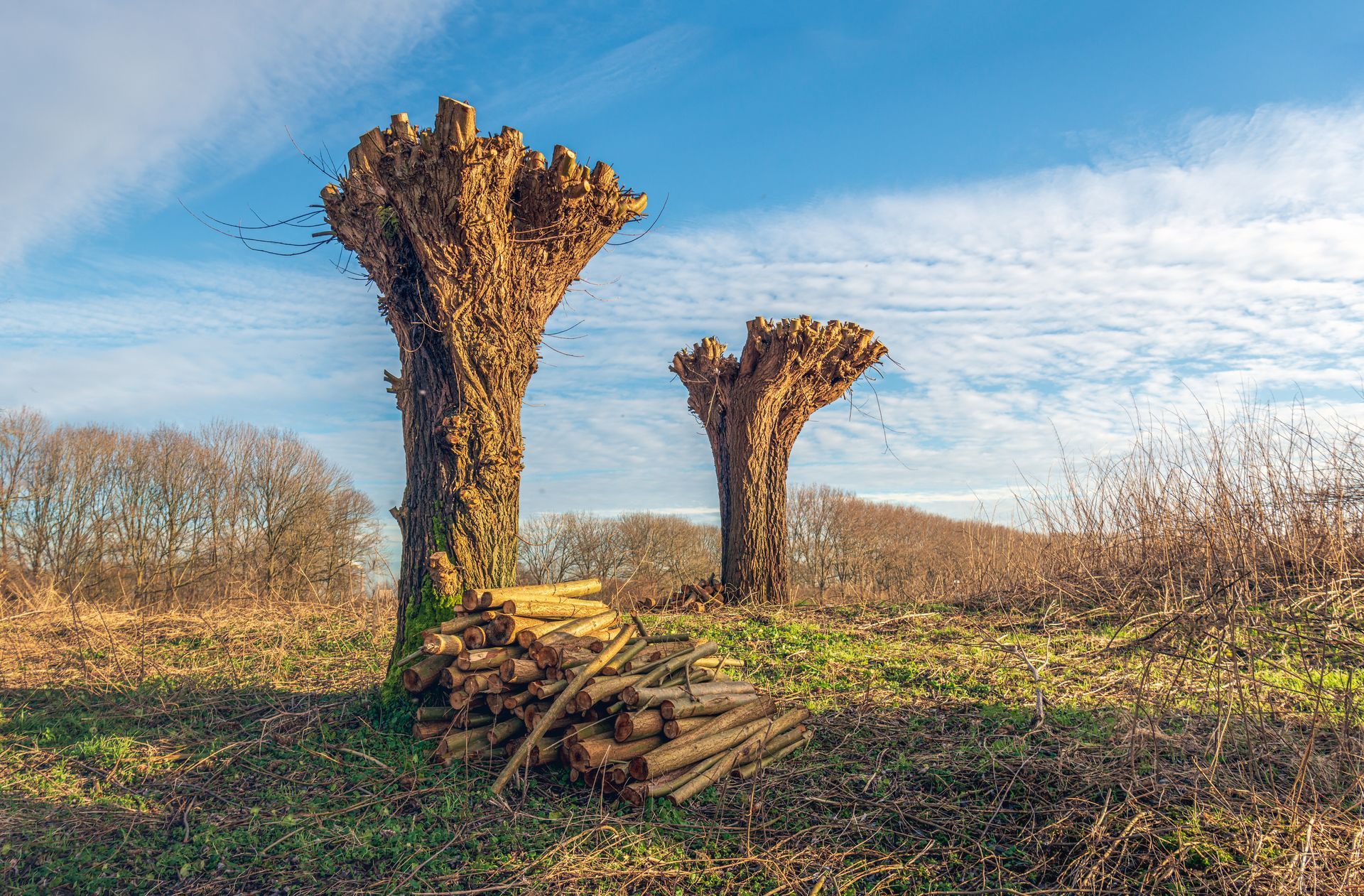 Arbres qui viennent d'être étêtés