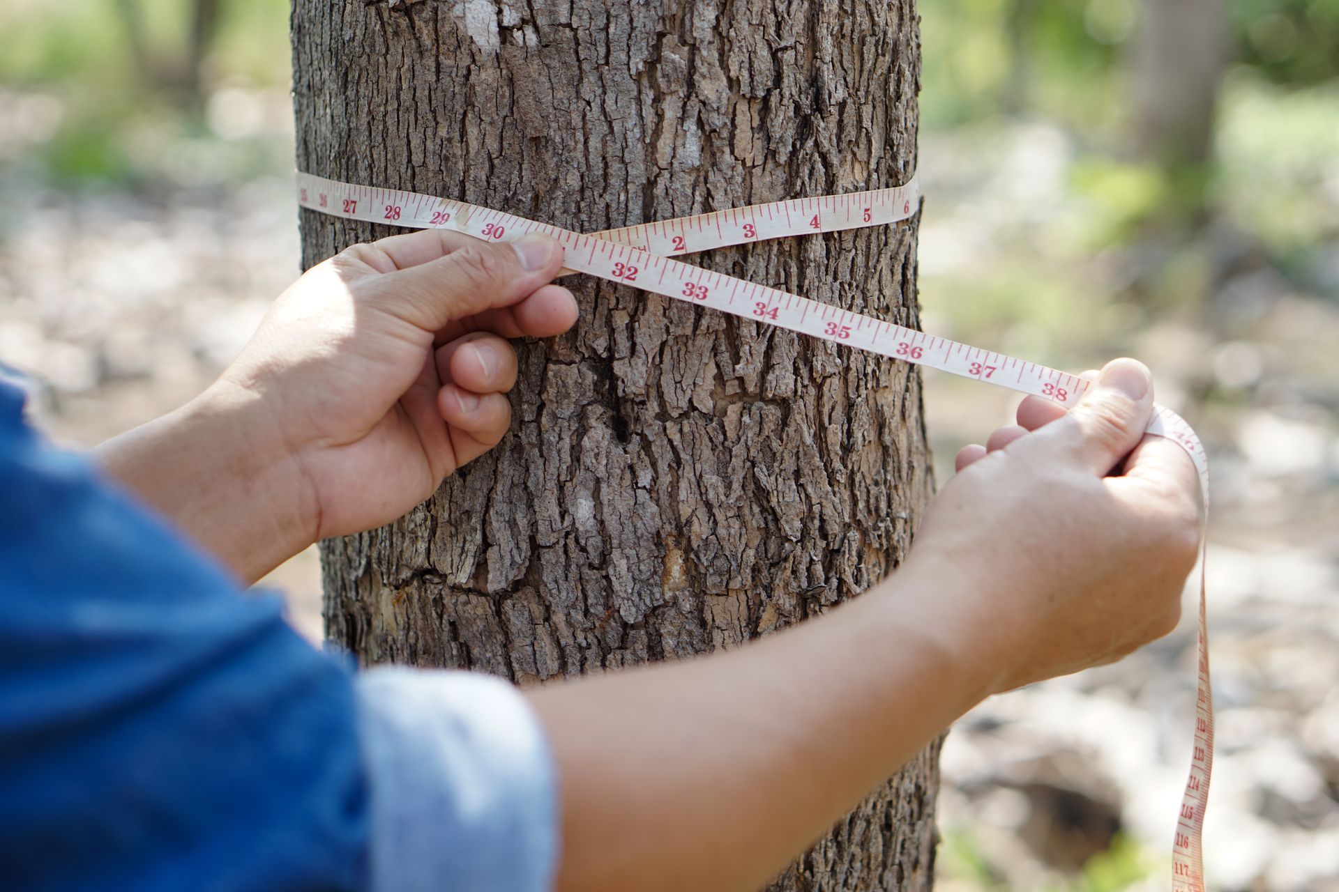 Prise de mesure d'un arbre