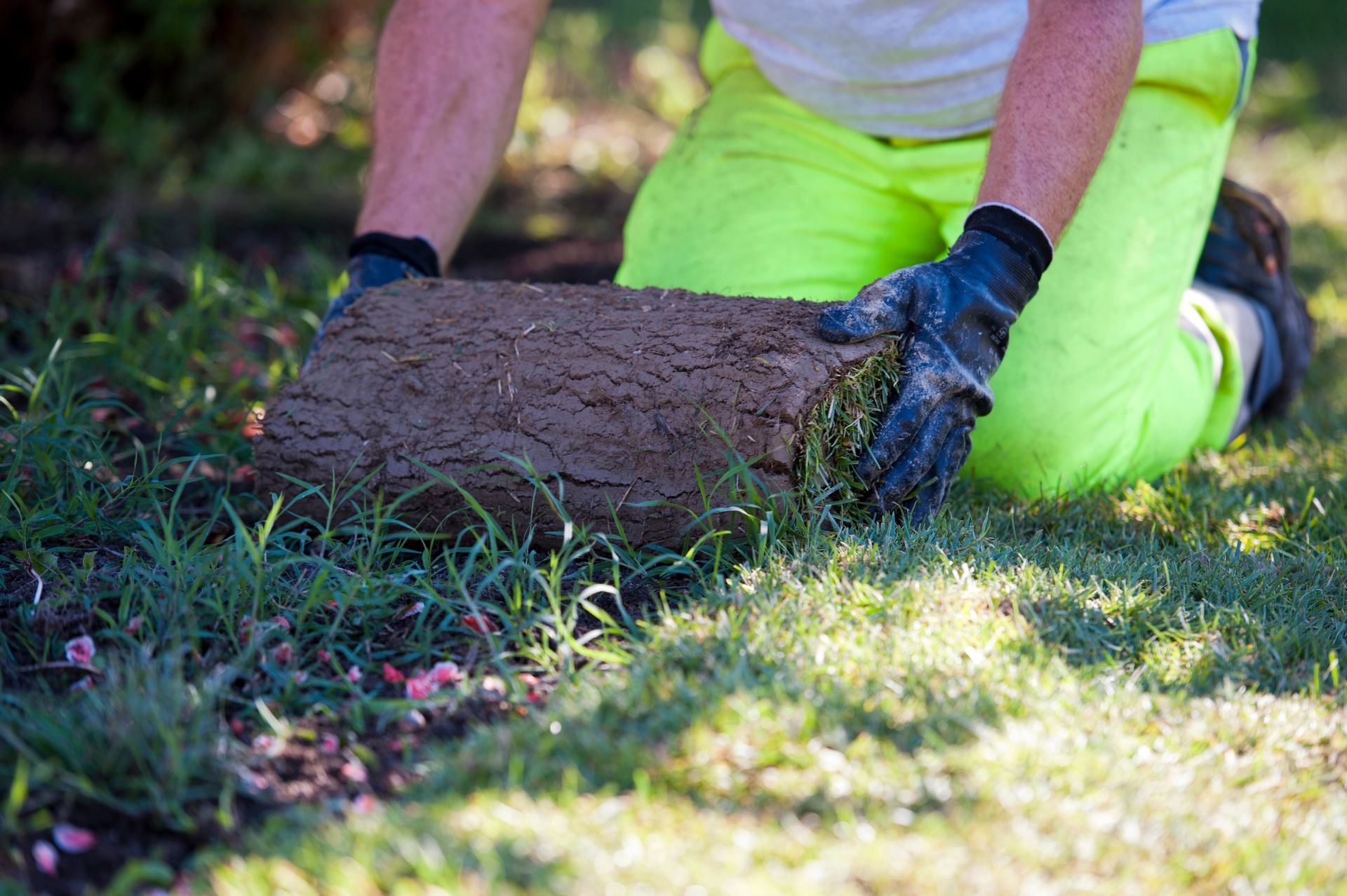 Pose d'un gazon en rouleau par un jardinier