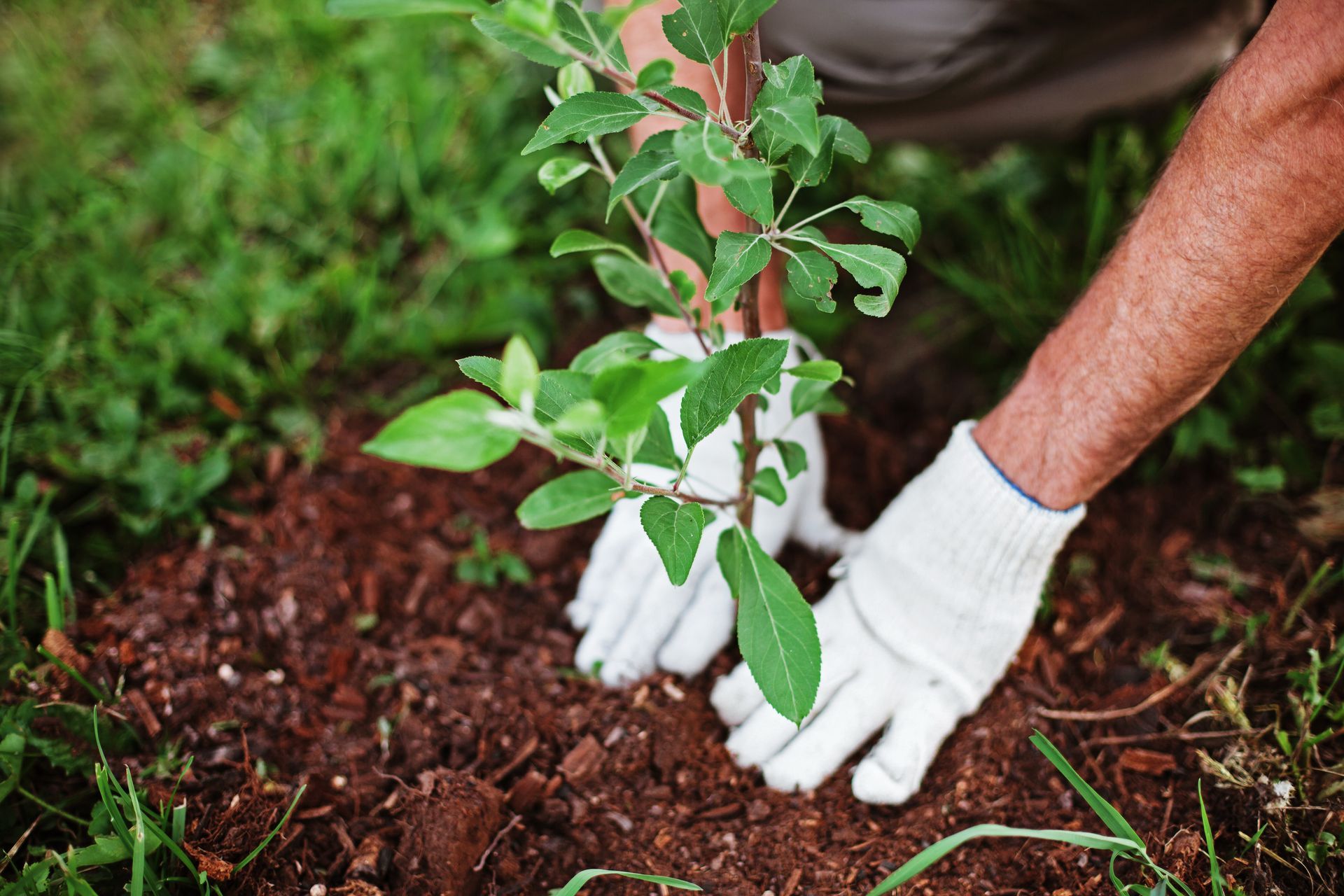 Plantation d'un petit arbre par un jardinier avec des gants blancs
