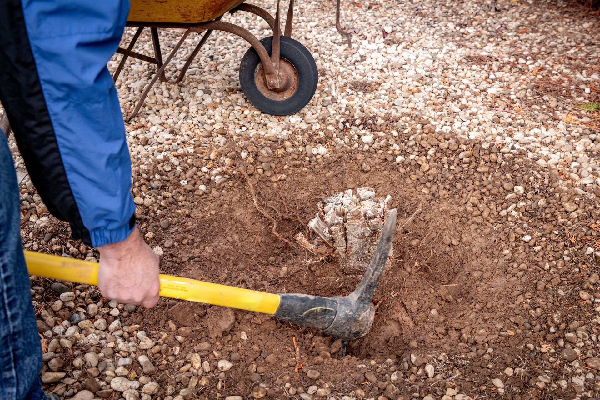 Dessouchage à la main avec une pioche