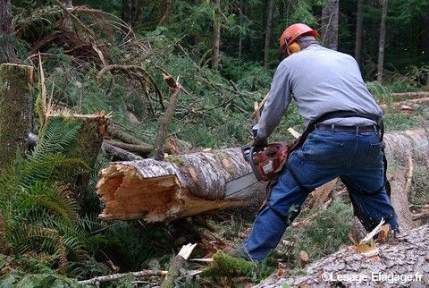 Élagueur qui coupe des tronçons d'arbre abattu