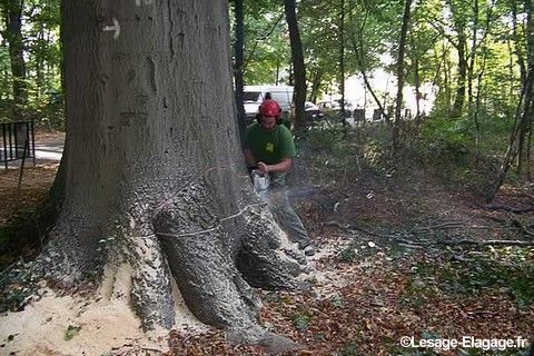 Élagueur qui veut abattre un immense arbre avec une tronçonneuse