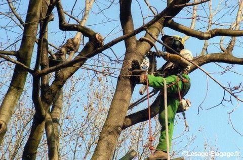 Élagueur-grimpeur équipé qui élague un arbre