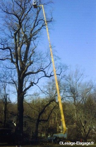 Élagueur en haut d'une grande nacelle