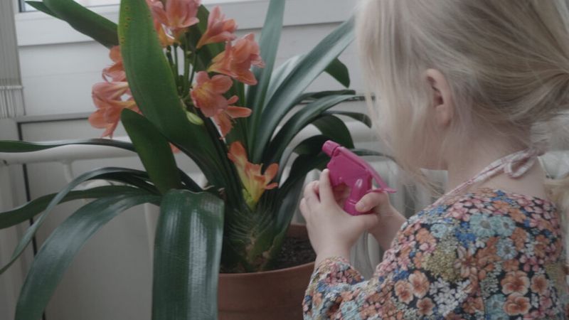 entretien des plantes