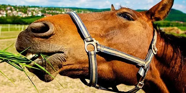 Un primer plano de un caballo comiendo hierba en un campo.