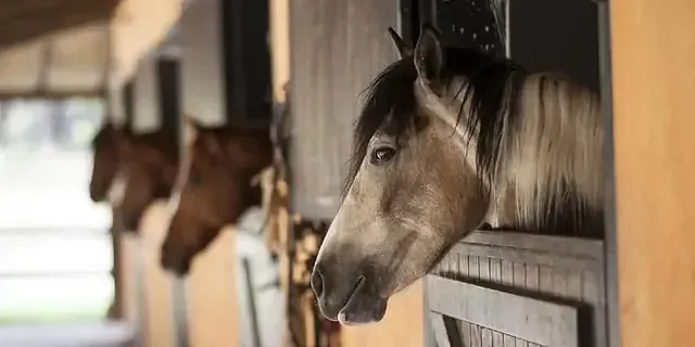 Una fila de caballos asomándose por las puertas de su establo.
