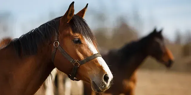 Dos caballos marrones están parados uno al lado del otro en un campo.