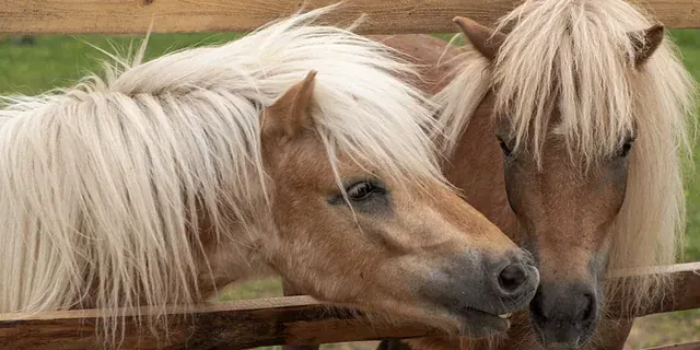 Dos caballos están parados uno al lado del otro detrás de una valla de madera.