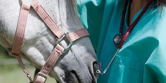 Un veterinario está examinando un caballo con un estetoscopio alrededor de su cuello.