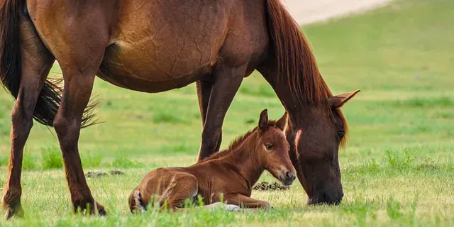 Un caballo marrón y un potro marrón están pastando en un campo.