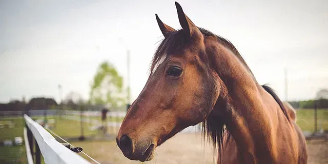 Un caballo marrón está parado junto a una cerca blanca en un campo.