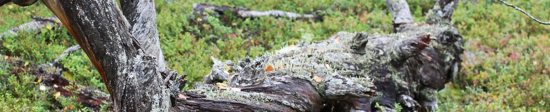 Tammijärven Perinneovet Oy