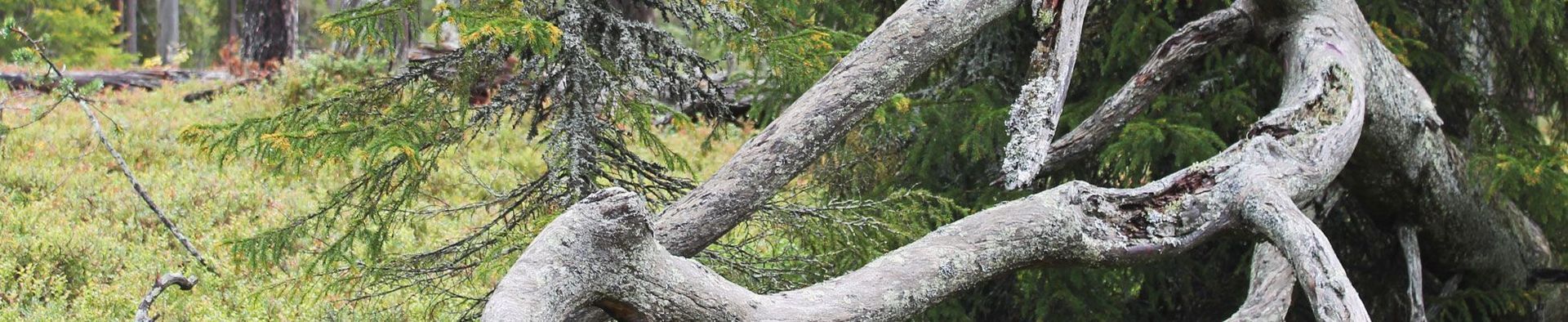Tammijärven Perinneovet Oy