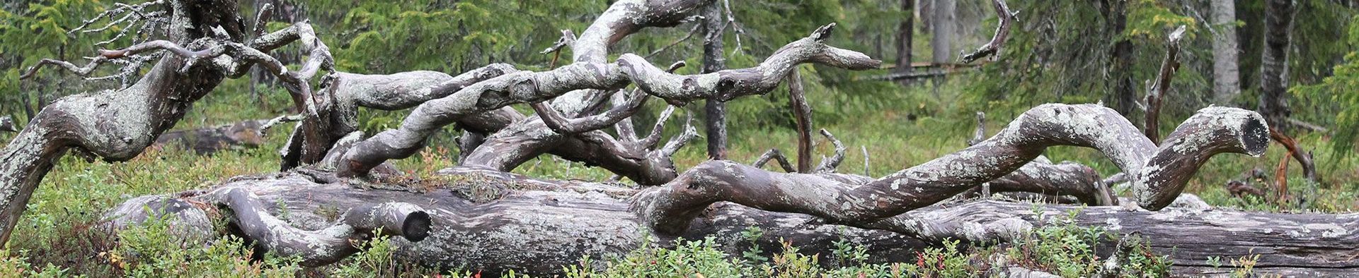 Tammijärven Perinneovet Oy