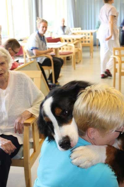 hali-koirahali-koira