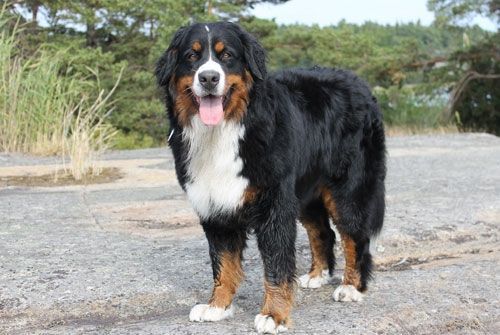hali-koira