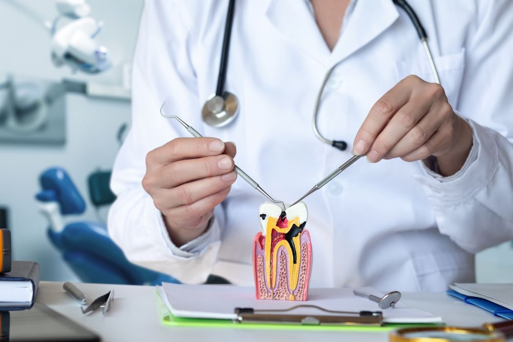 Un profesional dental con bata blanca utiliza instrumentos para demostrar un procedimiento en un modelo de diente humano.