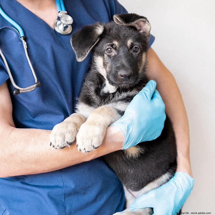 Ärztin trägt Hund in den armen