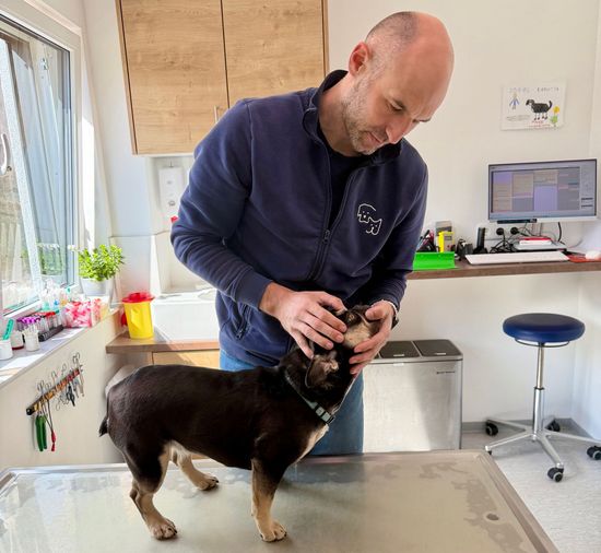 Dr. Jonas Steinel bei der Behandlung eines Hundes
