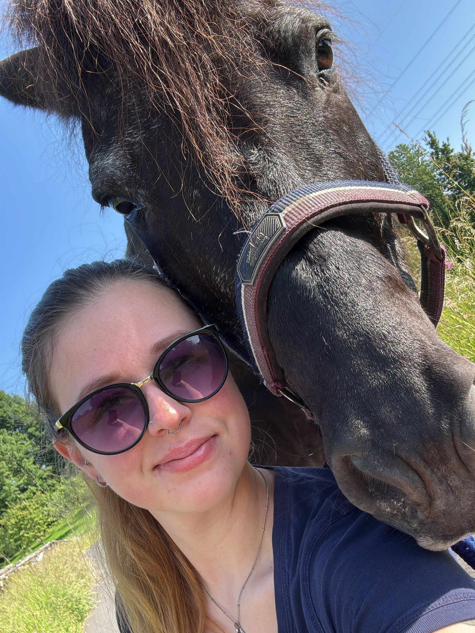 Nahaufnahme von Sara, einem schwarzen Pferd mit Halfter, im Freien.