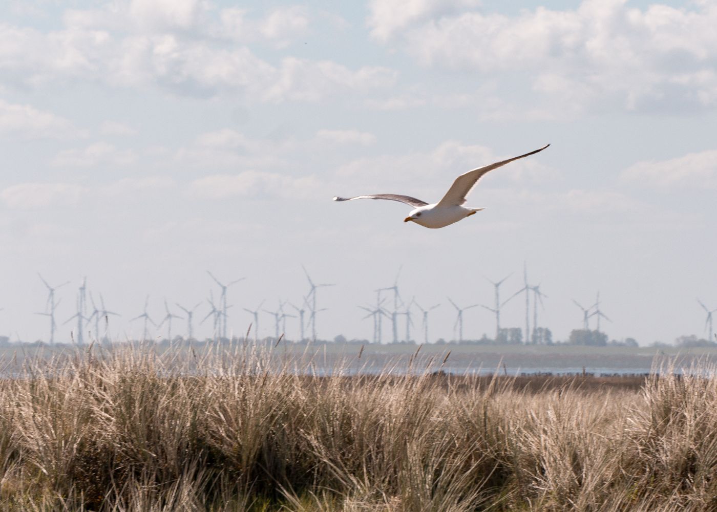 Eine Möwe fliegt über Marschgras, im Hintergrund sind unter einem bewölkten Himmel Windkraftanlagen zu sehen.