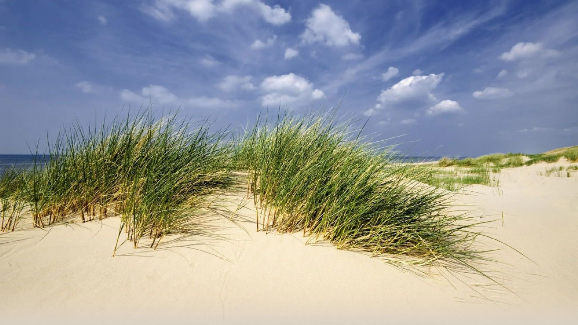 Sandige Dünen mit grünen Grasbüscheln unter blauem Himmel mit vereinzelten Wolken.